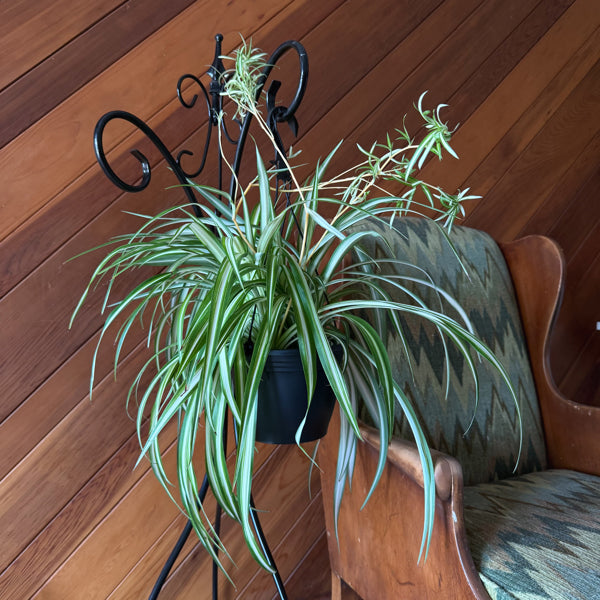 Variegated Spider Plant in an 8 inch hanging basket