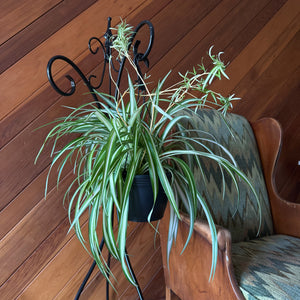 Variegated Spider Plant in an 8 inch hanging basket