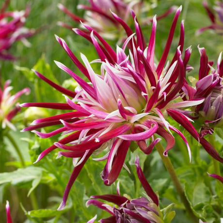 Spider Woman Dahlia - Nature Hills Nursery - 5 Pack Bulbs - 