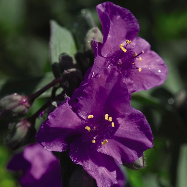 Yellow fall foliage on Concord Grape Spiderwort (Tradescantia 'Concord Grape').