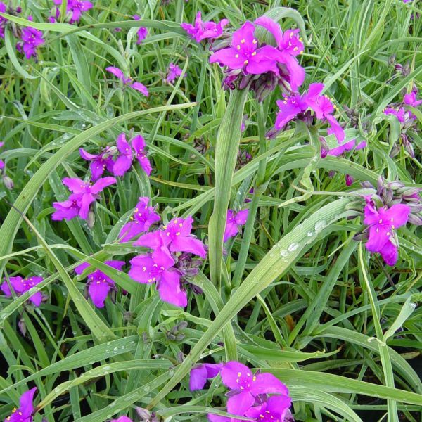 Close-up of purple tradescantia flowers on Concord Grape Spiderwort.