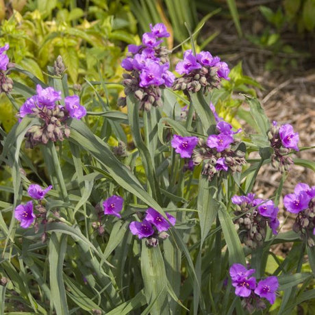 Perennial foliage of Concord Grape Spiderwort (Tradescantia 'Concord Grape') in a garden setting.