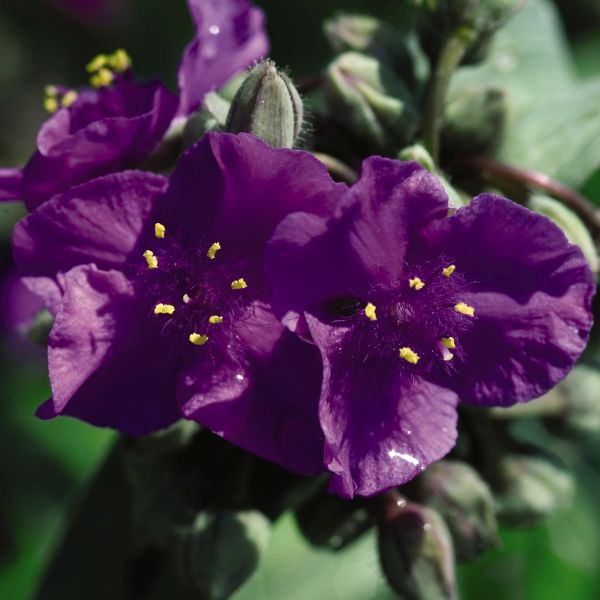 Concord Grape Spiderwort (Tradescantia 'Concord Grape') growing in a garden landscape, showing mature perennial form.