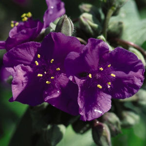 Concord Grape Spiderwort (Tradescantia 'Concord Grape') growing in a garden landscape, showing mature perennial form.