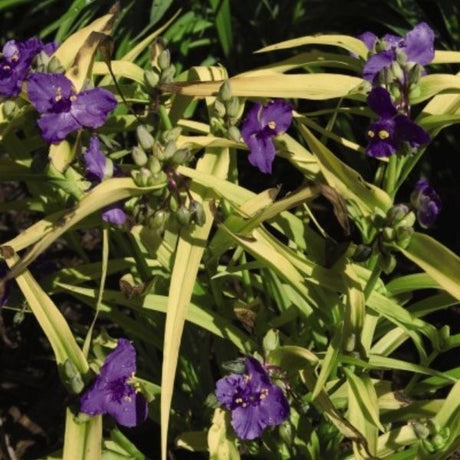 Close-up of blue, purple tradescantia flowers on Sweet Kate Spiderwort.