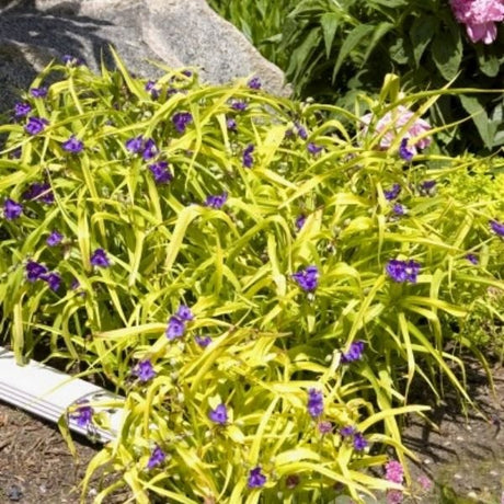Perennial foliage of Sweet Kate Spiderwort (Tradescantia 'Sweet Kate') in a garden setting.