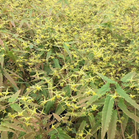 Spine Tingler Barrenwort (Epimedium spp. nova 'Spine Tingler'), a perennial featuring yellow flowers and broad-leaved evergreen.