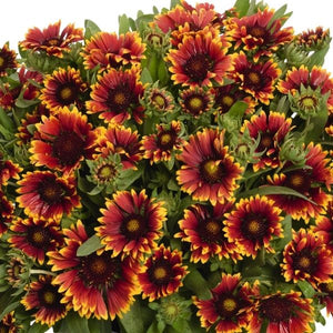 SpinTop&trade; Orange Halo Gaillardia