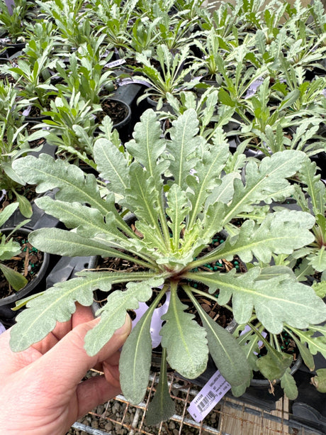 Close-up of red gaillardia flowers on SpinTop™ Red Blanket Gaillardia.