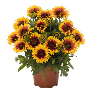 Spintop Red Starburst blanket flower in a nursery pot with golden yellow petals ringed in deep red