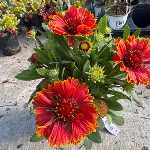 A potted Spintop Yellow Touch Gaillardia plant displays vibrant red-orange and yellow