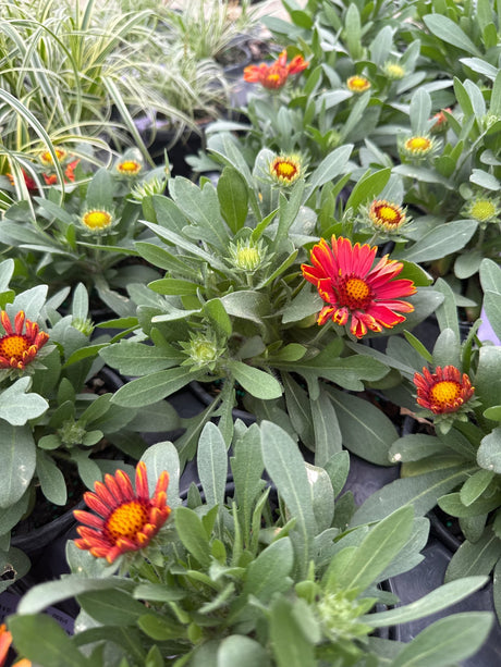 SpinTop Yellow Touch Gaillardia displays vibrant red-orange flowers with bright yellow centers and developing buds in nursery containers.