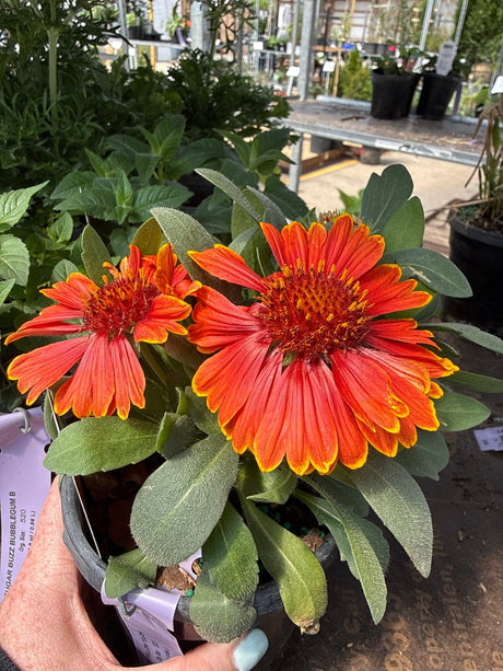 SpinTop™ Yellow Touch Gaillardia displays vibrant orange-red petals with golden yellow edges and prominent burnt orange centers in a greenhouse.