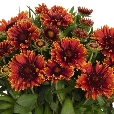 SpinTop&trade;  Yellow Touch Gaillardia