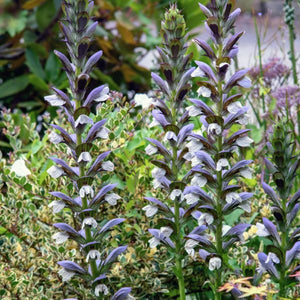 Spiny Bear’s Breeches - Perennial - Nature Hills Nursery - 1 Container - 