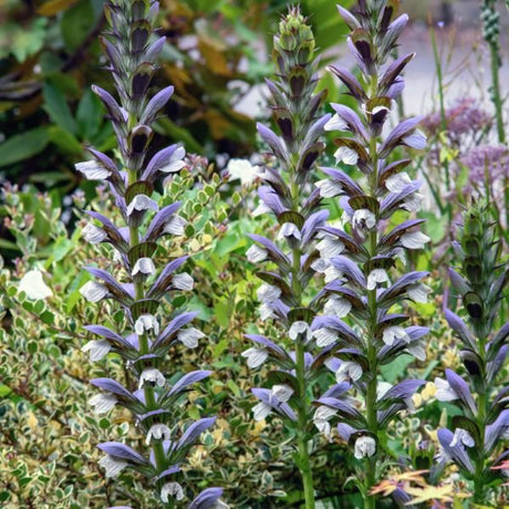Spiny Bear’s Breeches - Perennial - Nature Hills Nursery - 1 Container - 