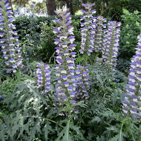 Spiny Bear’s Breeches - Perennial - Nature Hills Nursery - 1 Container - 