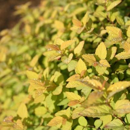 Close-up of pink spiraea flowers on Goldmound Spirea blooming in late spring to early summer to late summer.