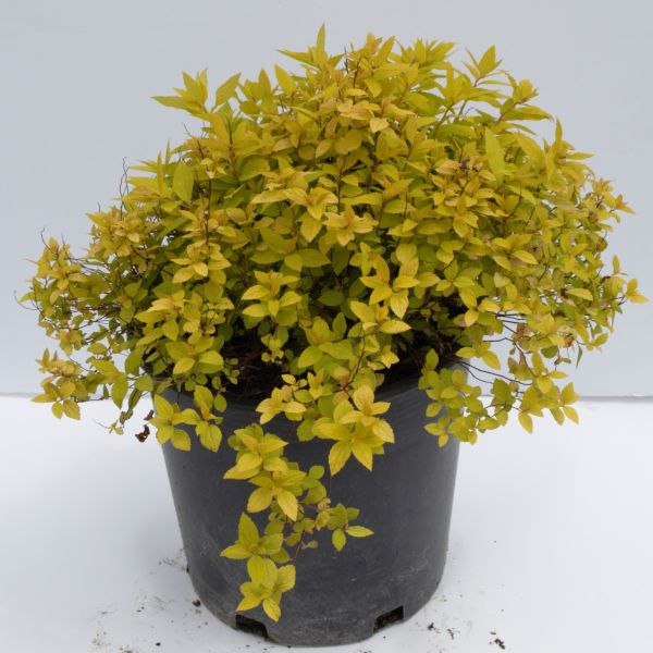 Goldmound Spirea (Spiraea japonica 'Goldmound') growing in a garden landscape, showing mature shrub form.