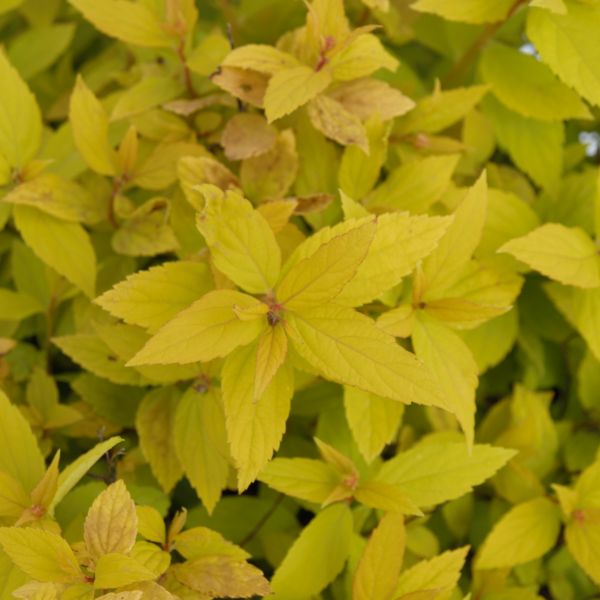 Premier Plant Solutions 02380 Spiraea Spirea Goldmound, 3 Gallon
