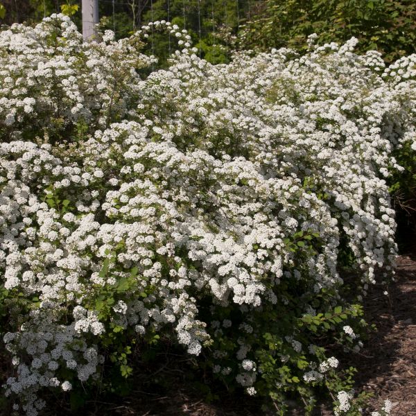 Deciduous foliage of Renaissance Spirea (Spiraea vanhouttei 'Renaissance') in a garden setting.