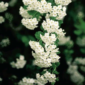 Renaissance Spirea (Spiraea vanhouttei 'Renaissance') growing in a garden landscape, showing mature shrub form.