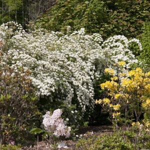 Renaissance Spirea (Spiraea vanhouttei 'Renaissance'), a shrub featuring white flowers and deciduous.