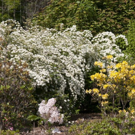 Renaissance Spirea (Spiraea vanhouttei 'Renaissance'), a shrub featuring white flowers and deciduous.