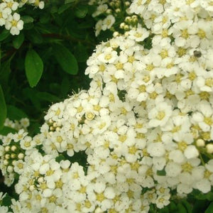Snowmound Spirea (Spiraea nipponica 'Snowmound') growing in a garden landscape, showing mature shrub form.