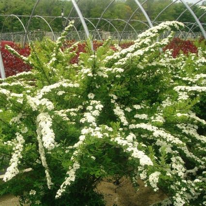 Snowmound Spirea (Spiraea nipponica 'Snowmound'), a shrub featuring white flowers and deciduous.