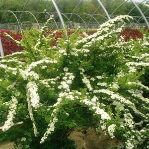 Snowmound Spirea (Spiraea nipponica 'Snowmound'), a shrub featuring white flowers and deciduous.