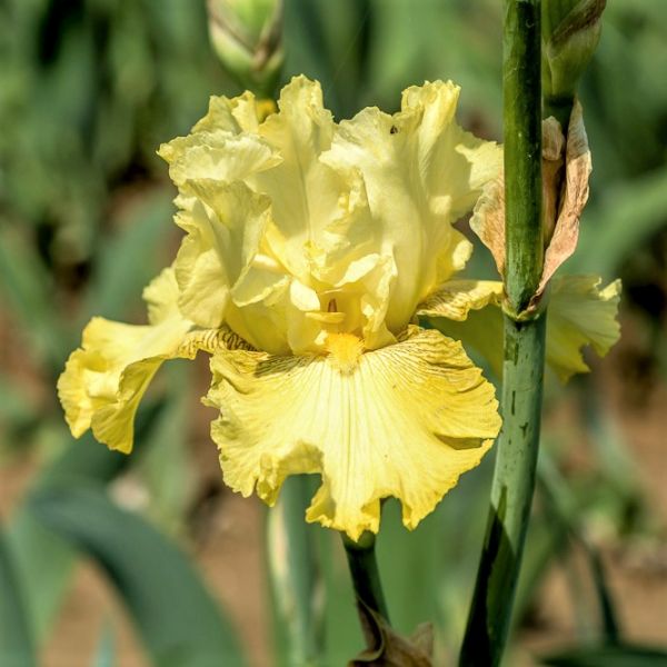 Spirit of Memphis Tall Bearded Iris - Nature Hills Nursery - Bare Root Iris - 