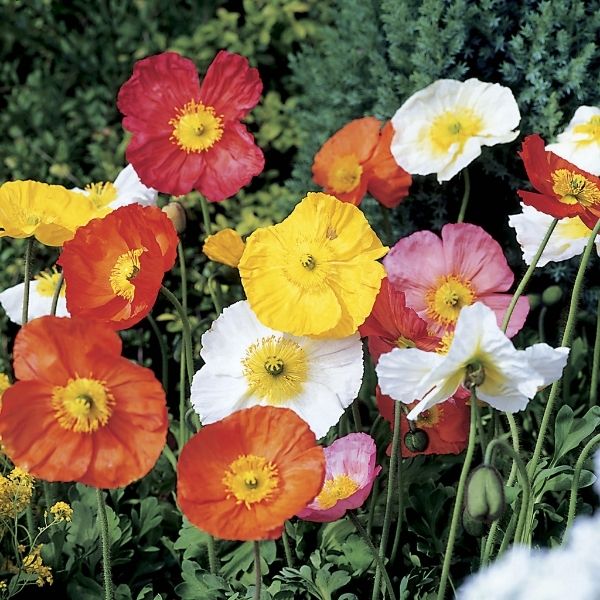 Spring Fever&reg; Mix Iceland Poppy - Nature Hills Nursery - Quart Container 4 Pack - 