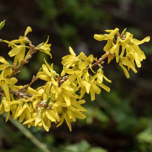 Spring Glory Forsythia (Forsythia x intermedia 'Spring Glory'), a shrub featuring yellow flowers and deciduous.