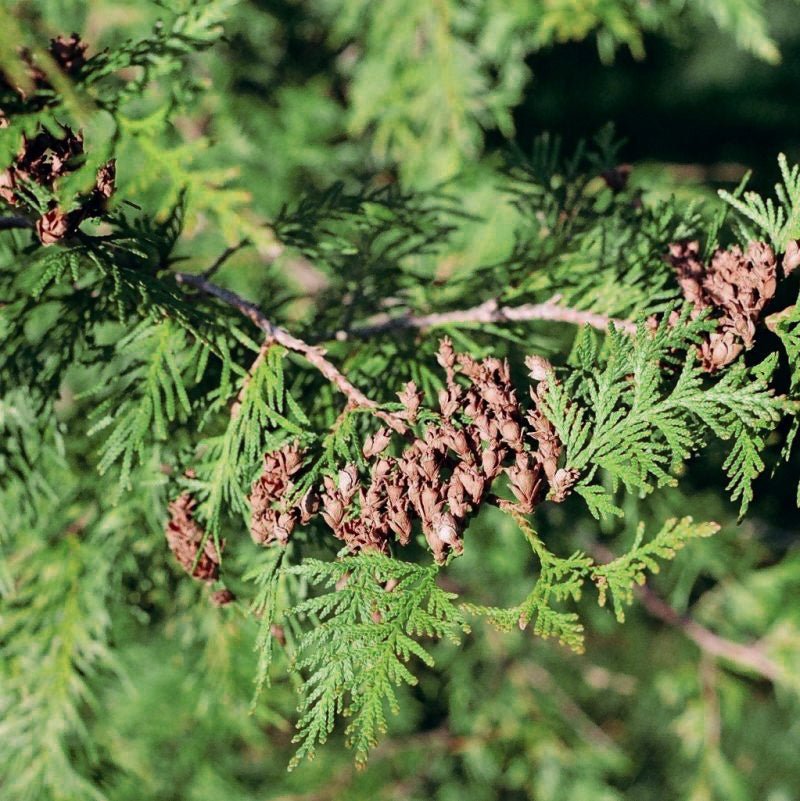 Spring Grove™ Arborvitae (Thuja plicata Spring Grove 'Grovepli') foliage and growth habit in the landscape.