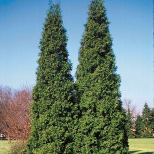 Spring Grove™ Arborvitae (Thuja plicata Spring Grove 'Grovepli'), a tree featuring broad, dense form.