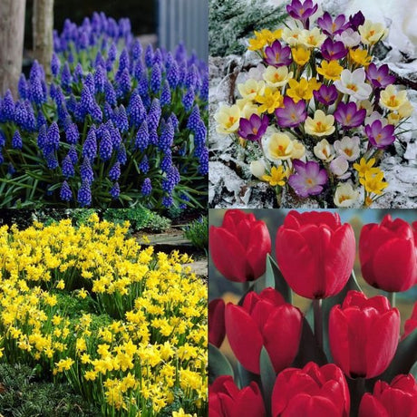 Spring Time Favorites Blend - Nature Hills Nursery - 75 Pack Bulbs - 