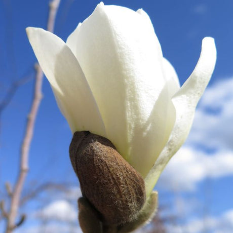 Spring Welcome&reg; Magnolia Tree - Nature Hills Nursery - #3 Container - 
