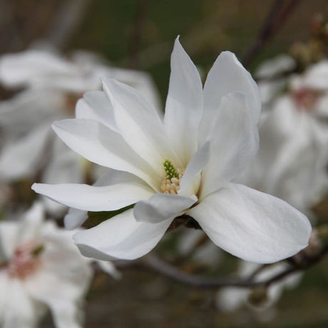 Spring Welcome&reg; Magnolia Tree - Nature Hills Nursery - #3 Container - 