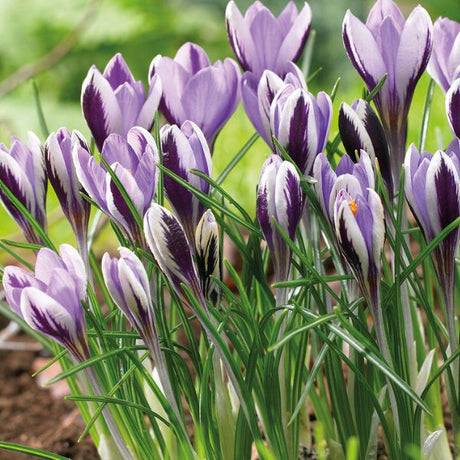 Spring Beauty Crocus Blooms