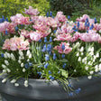 Spring Garden Blend Blooms In Planter