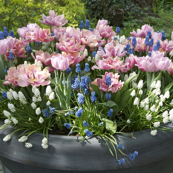 Spring Garden Blend Blooms In Planter