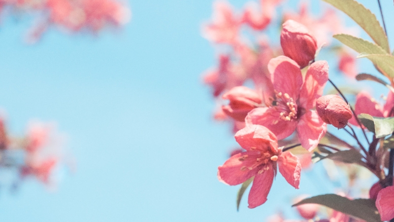 Close-up of delicate pink cherry blossom flowers in full bloom against a soft blue sky background