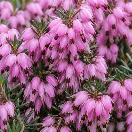 Close-up of Springwood Pink Winter Heath flowers showing soft pink urn-shaped blooms with dark anthers.