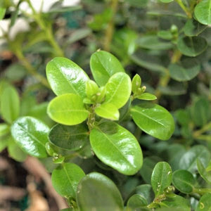 Close-up of Sprinter Boxwood glossy oval leaves and small flower buds on bright green new growth.