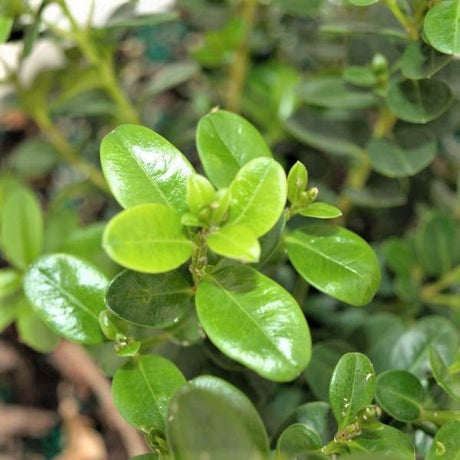 Close-up of Sprinter Boxwood glossy oval leaves and small flower buds on bright green new growth.
