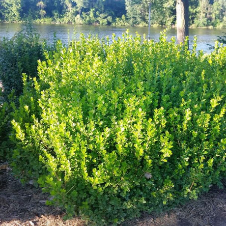 Sprinter Boxwood shrub with dense bright green foliage growing near a river landscape.