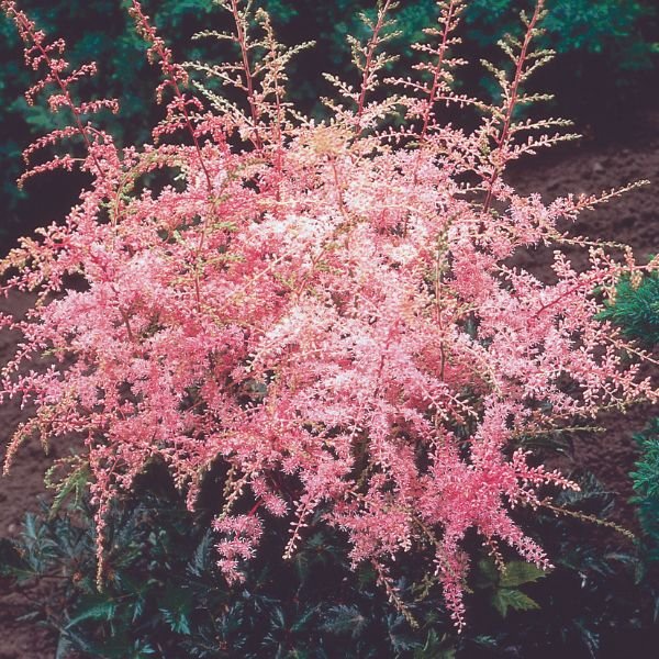 Sprite Astilbe