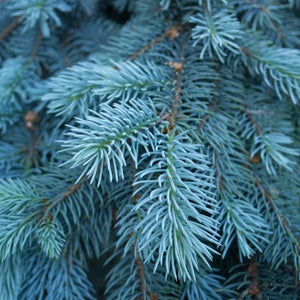 Baby Blue® Spruce