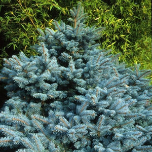 Baby Blue® Spruce